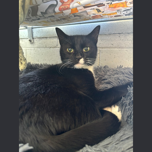 Photo of Pepsi