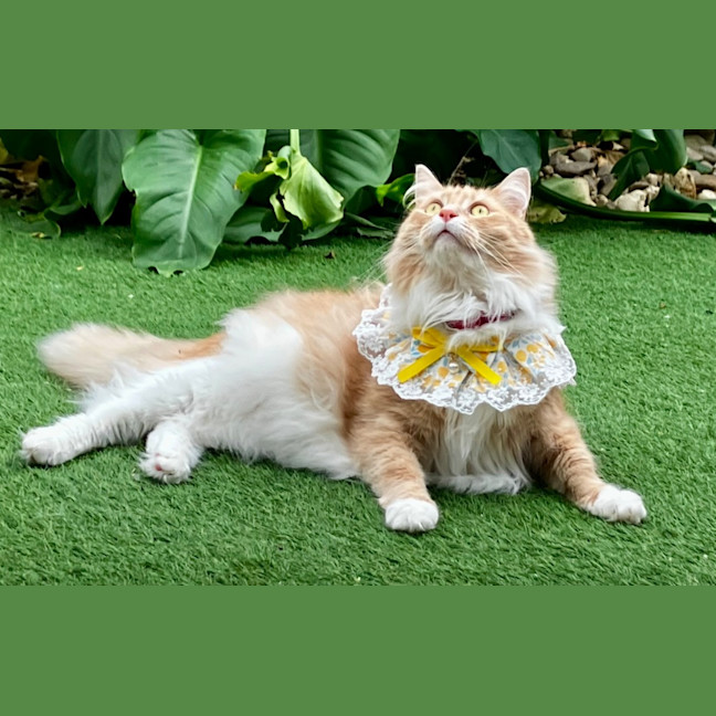 Photo of Willy Belle