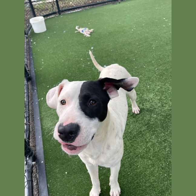 Photo of Wallace Imp 1417