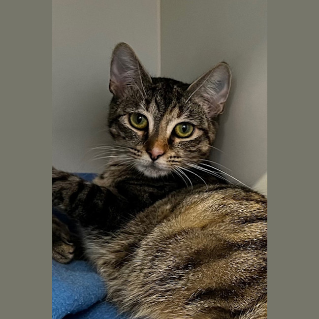 Photo of Coco Coconut