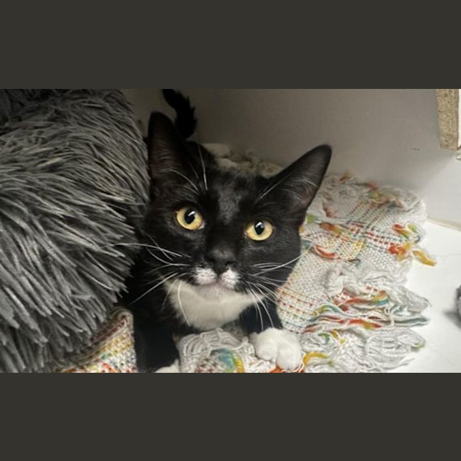 Photo of Checkers