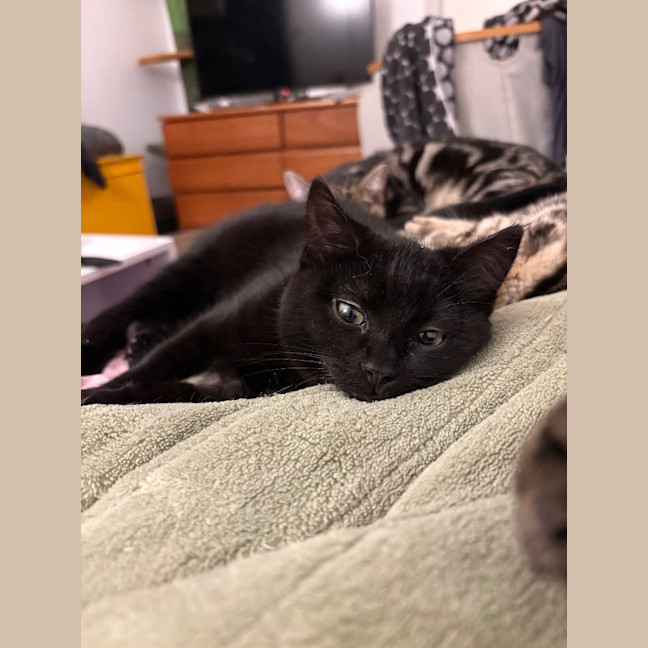 Photo of Jiji Mewell