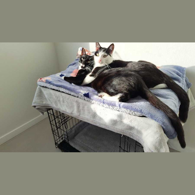 Photo of Koda