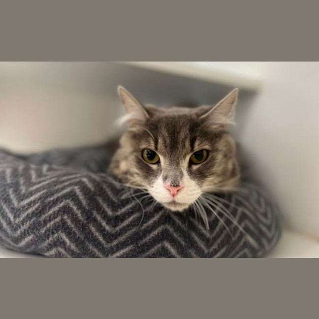 Photo of Cherry