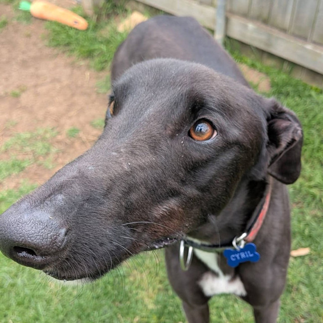 Photo of Cyril The Greyhound