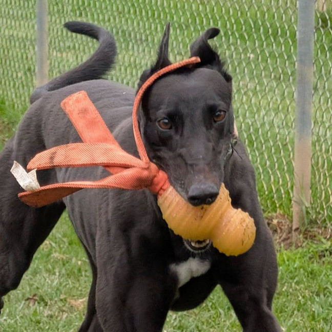 Photo of Shiloh The Greyhound