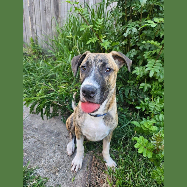 Photo of Bernard *$350 Adoption Fee*