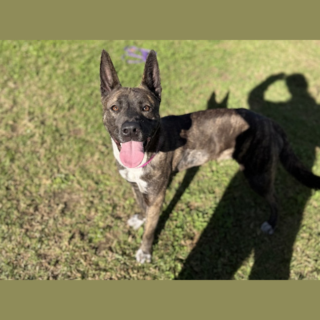 Photo of Abby Imp 1408