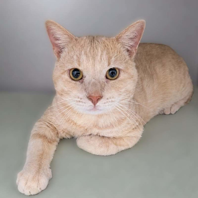 Photo of Thor