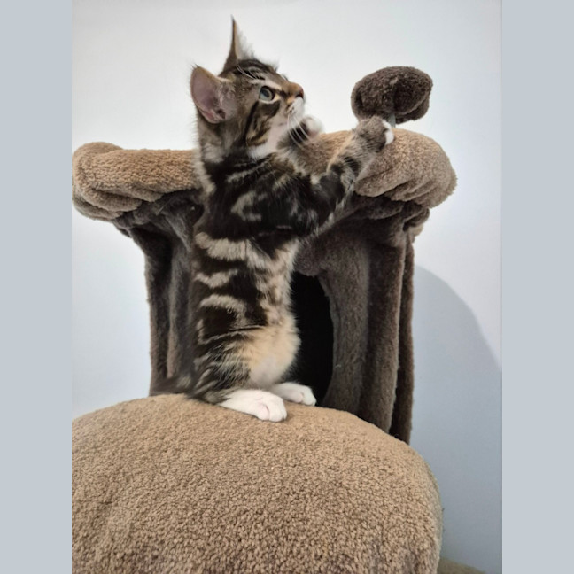 Photo of Caspian 💙