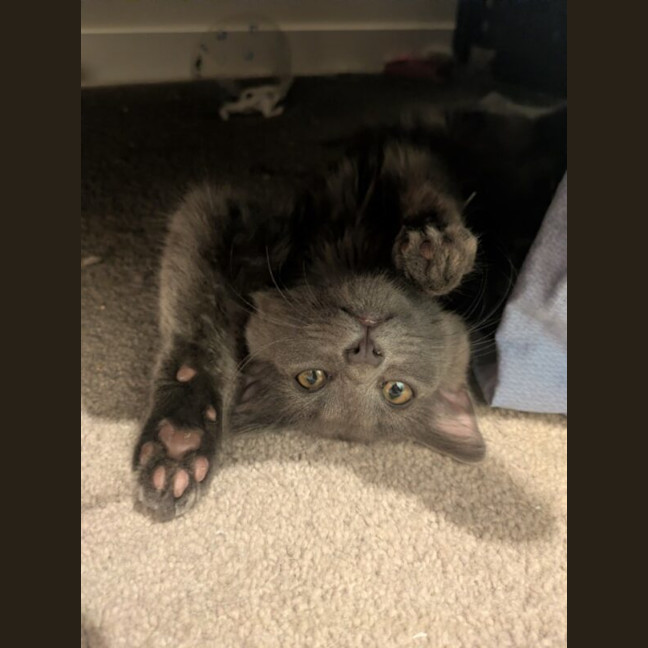 Photo of Earl Grey