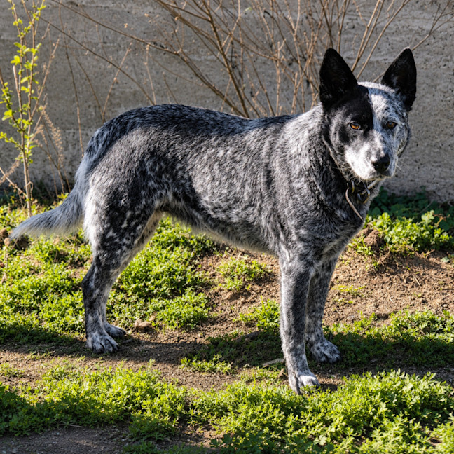 Photo of Dora