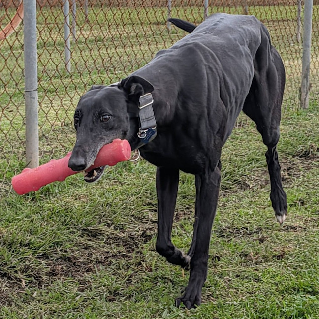Photo of Muttley