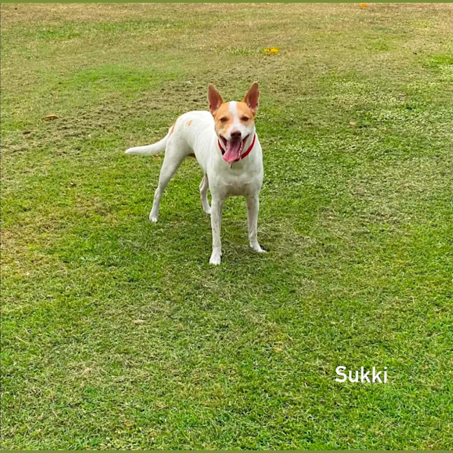 Photo of Sukki