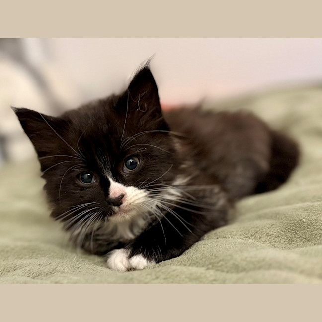 Photo of Fluoxetine Aka Flux