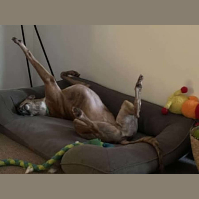 Photo of Buster, The Greyhound