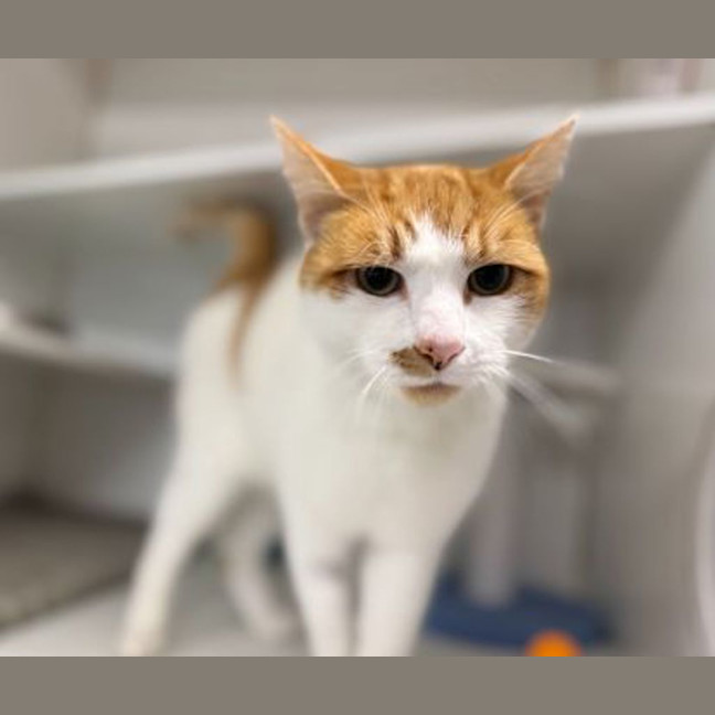 Photo of Ginger