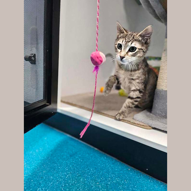 Photo of Little Man