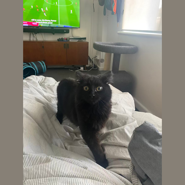Photo of Salem