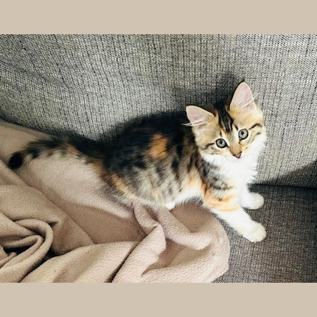 Photo of Cinnamon & Nutmeg