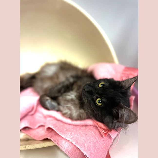 Photo of Buttons