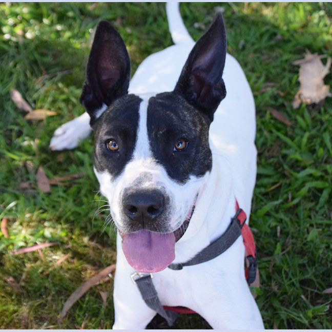 Photo of Beanie