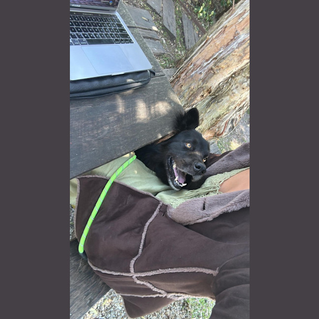 Photo of Bear