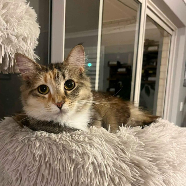 Photo of 13145   Rae