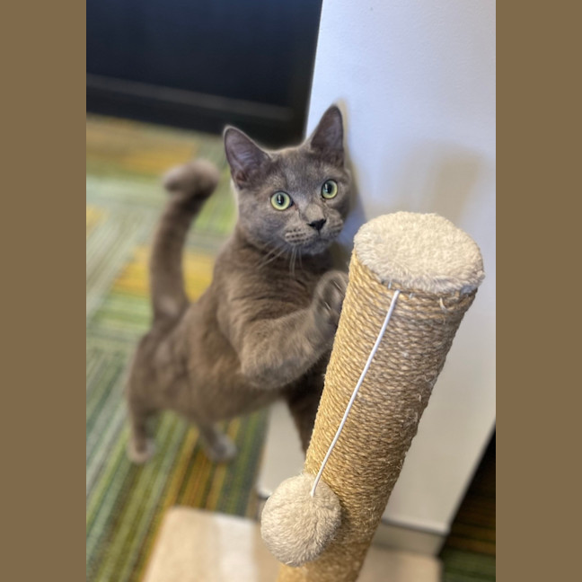 Photo of Pumba