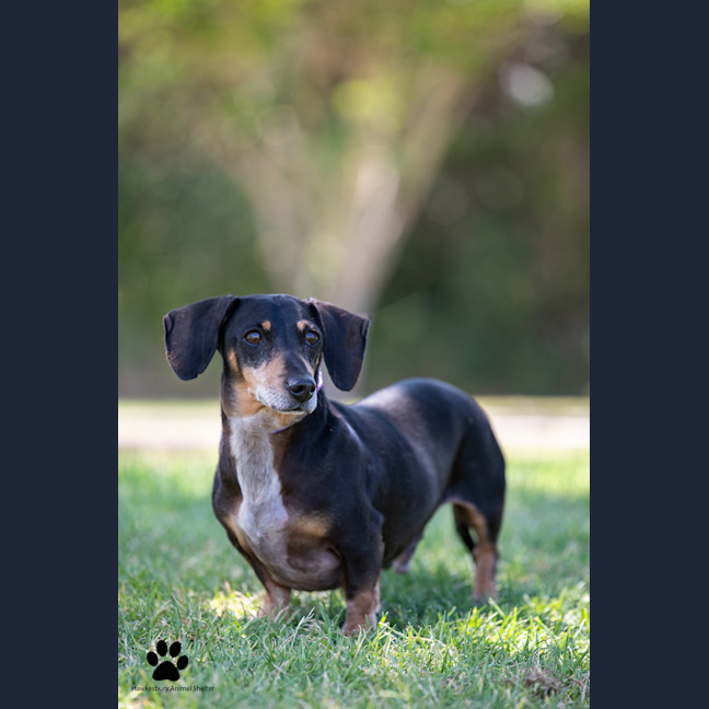 Photo of Henry