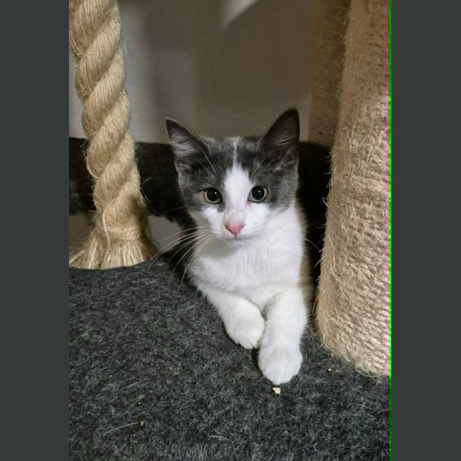 Photo of Casper