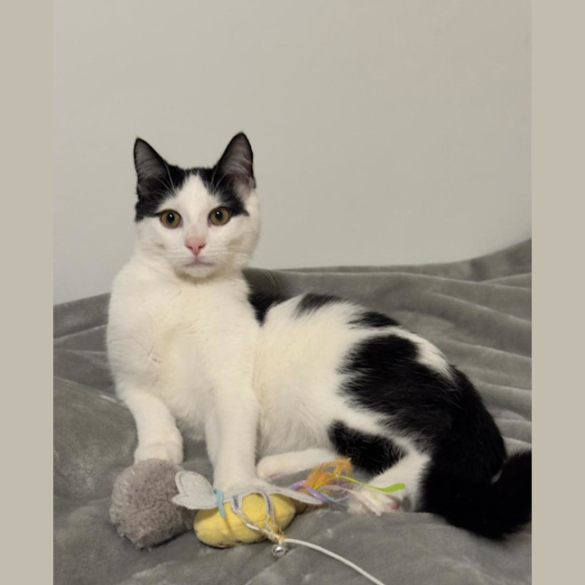 Photo of Smudge