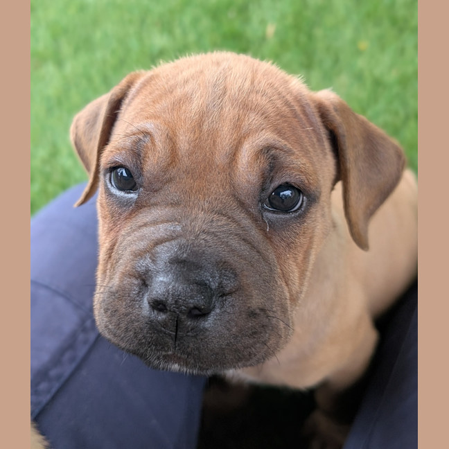 Photo of Buttercup