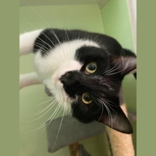 Photo of Spot