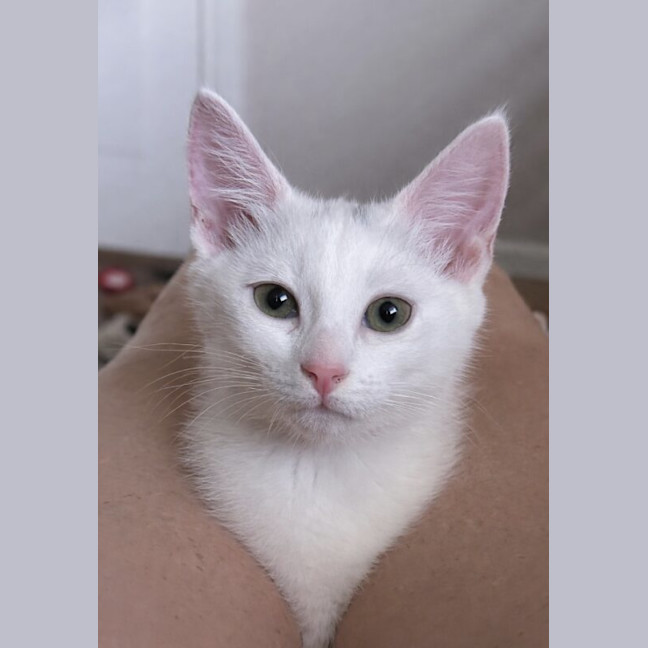 Photo of Marshmallow