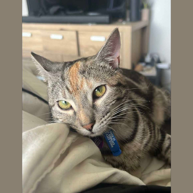 Photo of Maloo (Lulu)