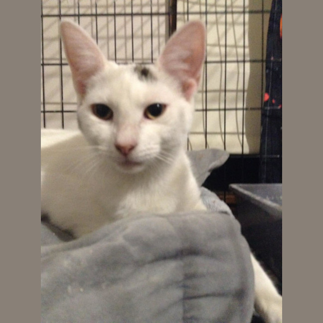 Photo of Isa * 9 Lives Project Rescue*