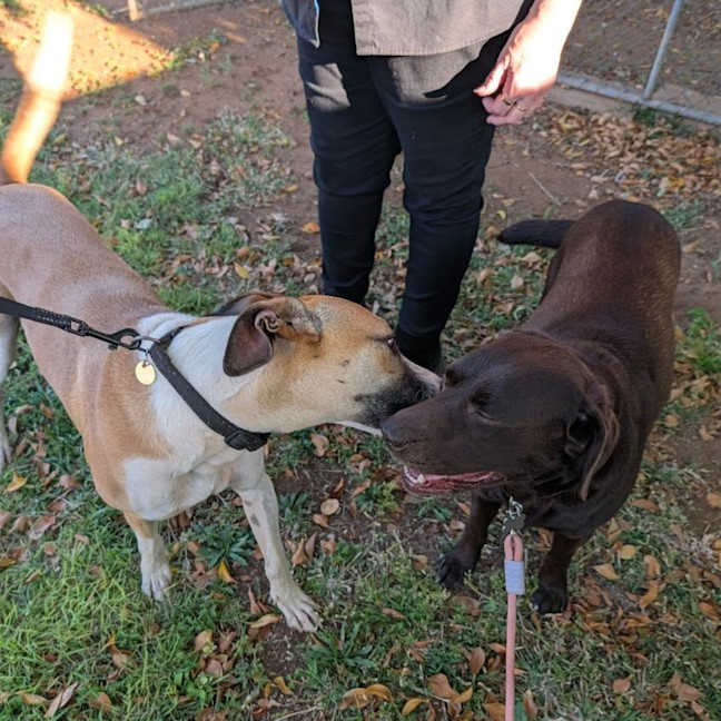Photo of Boof