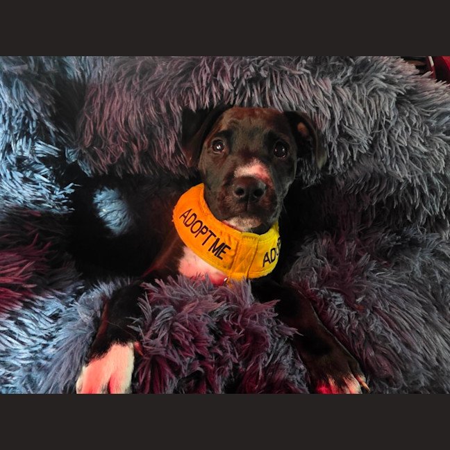 Photo of Peanut 