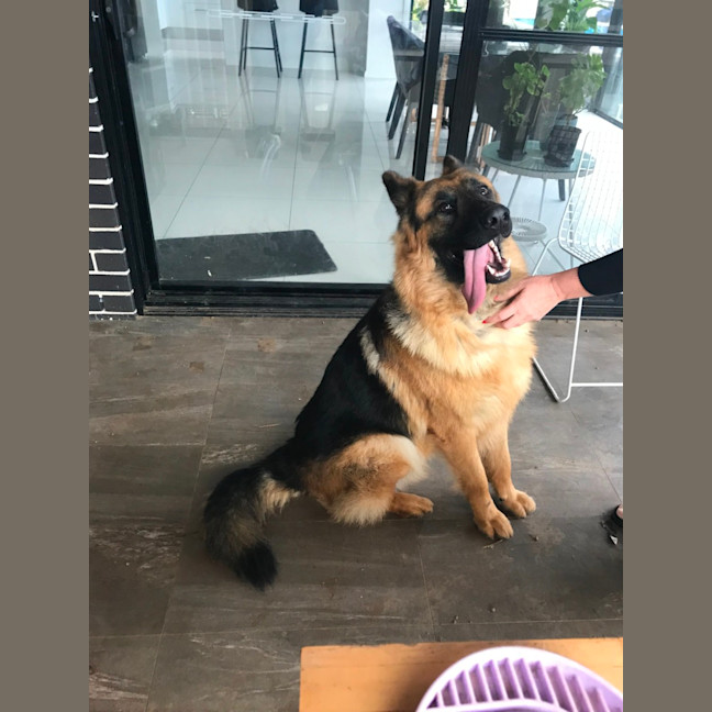 Photo of Otto