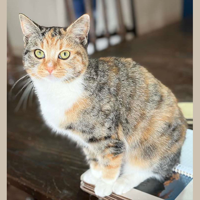 Photo of Foxtrot