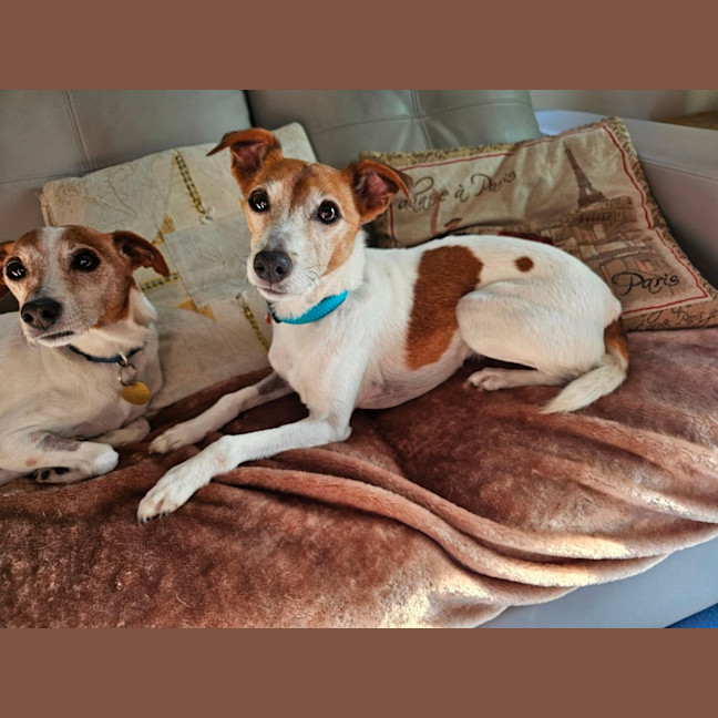 Photo of Abbott & Costello