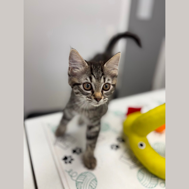 Photo of Maple