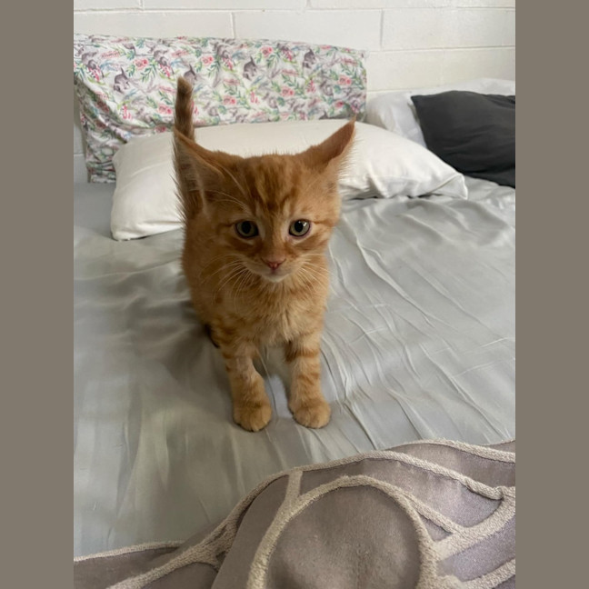 Photo of Hercules   Located In Ashwood