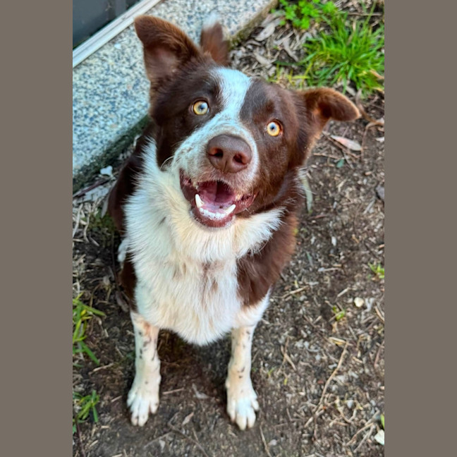 Photo of Rusty