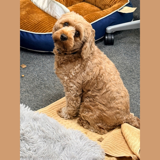 Photo of Millie
