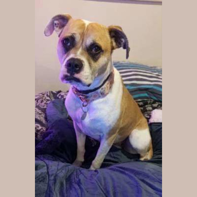 Photo of Pudgy
