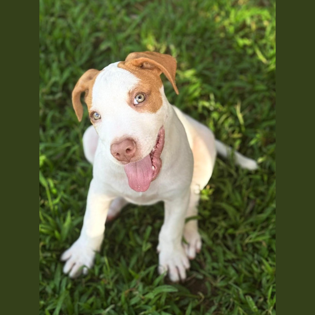 Photo of Reggie/Jingle