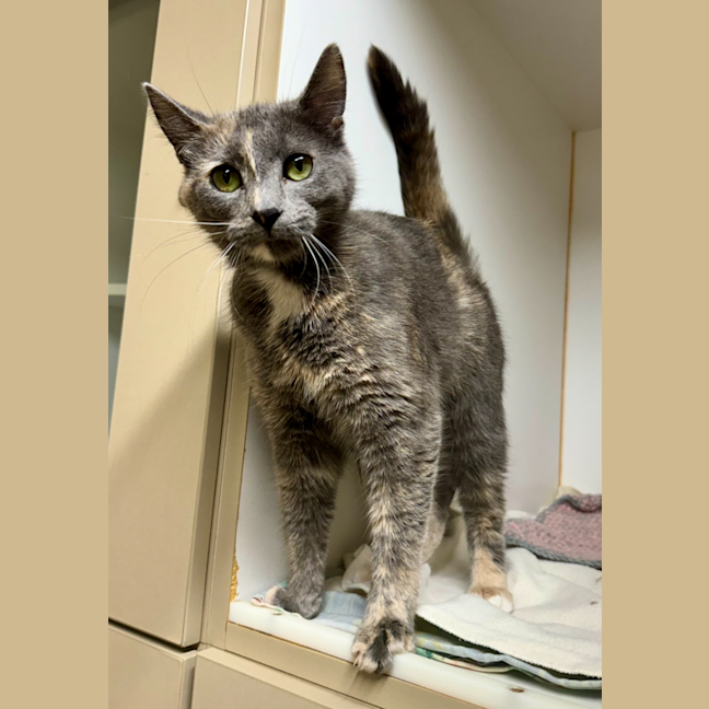 Photo of Merry