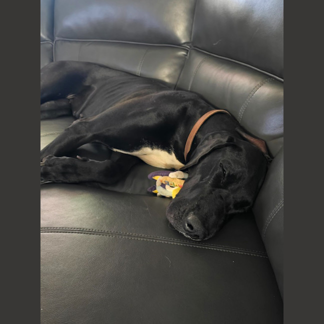 Photo of Bagheera (Mia)